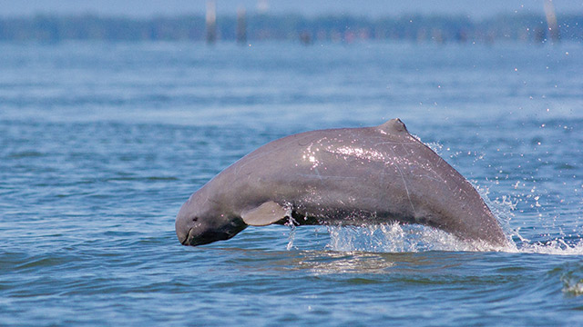Pesut Mahakam: Senyum Permata Sungai Kalimantan yang Terancam Sirna?